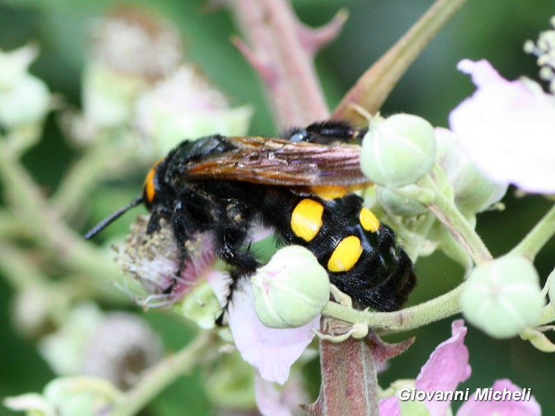 Scoliidae, Megascolia maculata flavifrons, femmina.